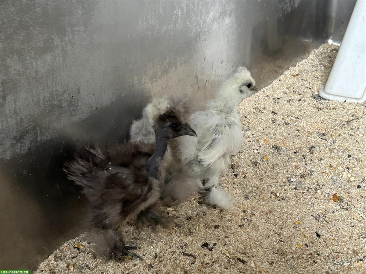 Bild 3: Jungtiere: 1 US-Silkie und 2 Showgirls, 4 Hähne