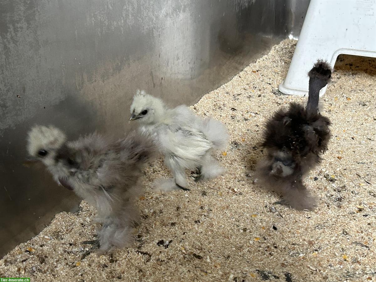 Bild 4: Jungtiere: 1 US-Silkie und 2 Showgirls, 4 Hähne