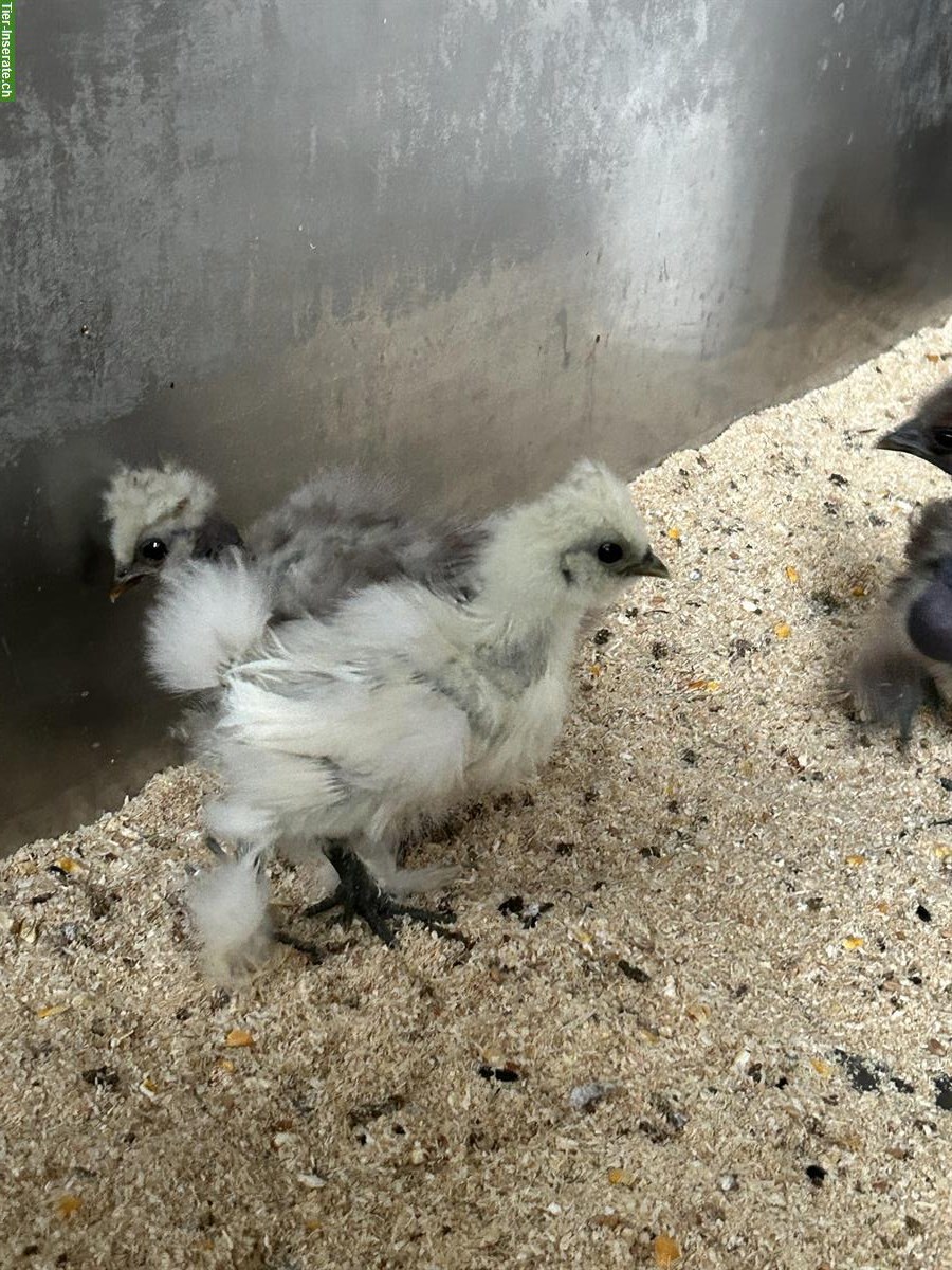 Bild 5: Jungtiere: 1 US-Silkie und 2 Showgirls, 4 Hähne