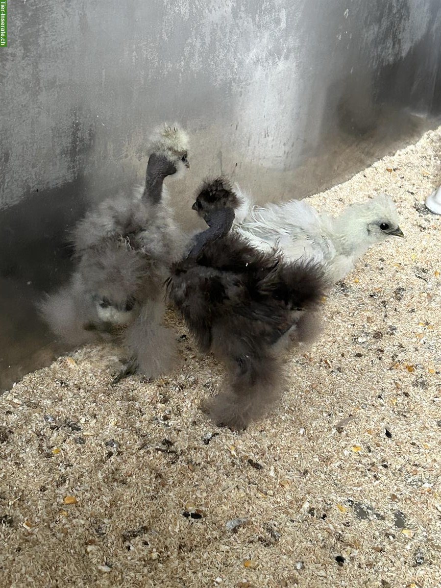 Bild 6: Jungtiere: 1 US-Silkie und 2 Showgirls, 4 Hähne