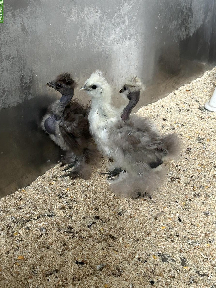 Bild 7: Jungtiere: 1 US-Silkie und 2 Showgirls, 4 Hähne