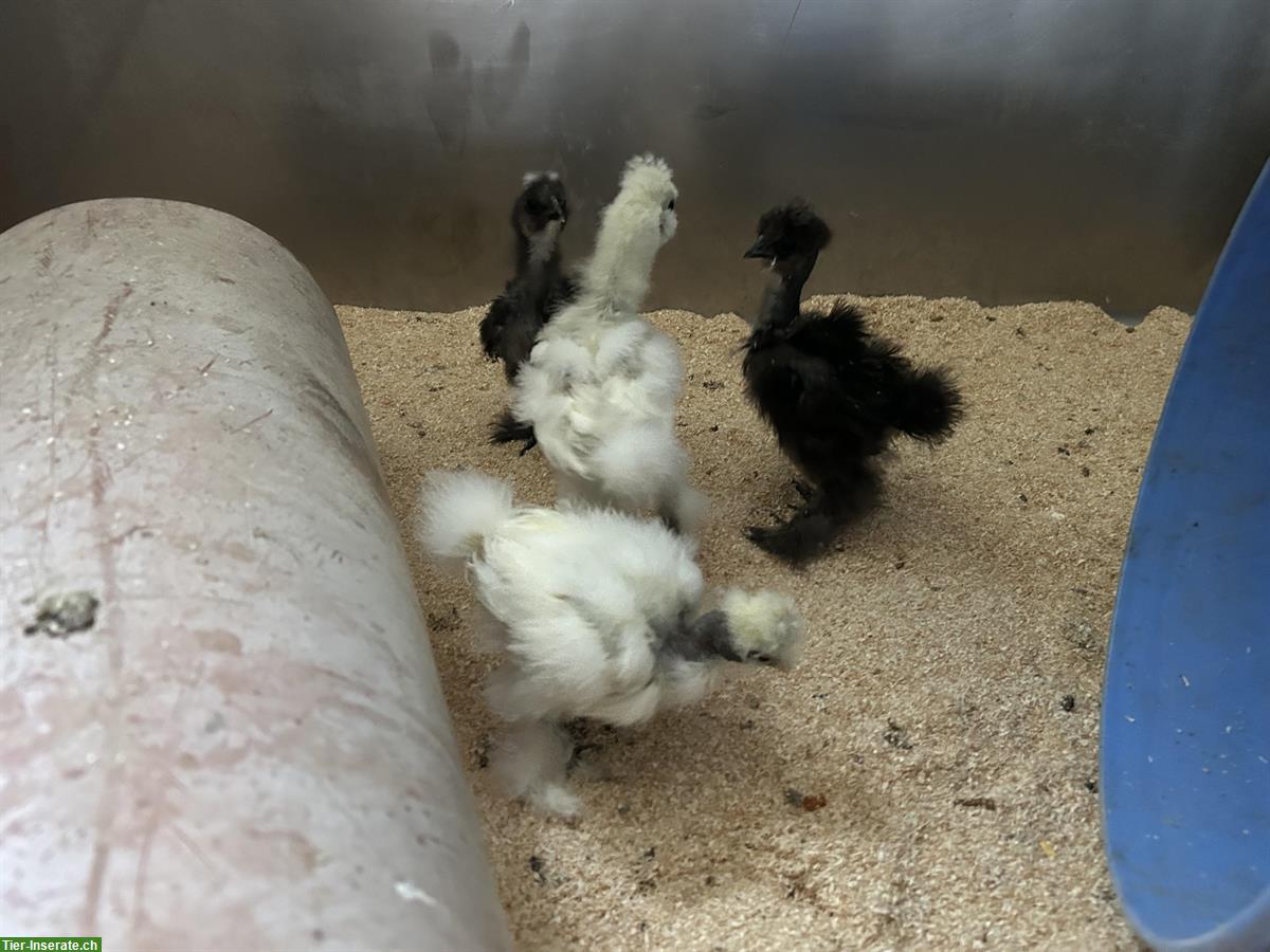 Bild 8: Jungtiere: 1 US-Silkie und 2 Showgirls, 4 Hähne