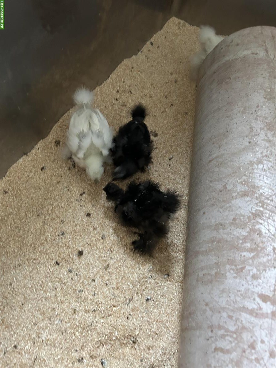 Bild 9: Jungtiere: 1 US-Silkie und 2 Showgirls, 4 Hähne