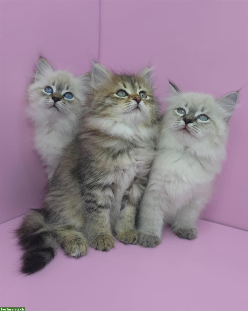 Sibirische Kitten, Spätsommerwurf voller Energie, Licht & Intuition