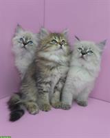 Sibirische Kitten, Spätsommerwurf voller Energie, Licht & Intuition