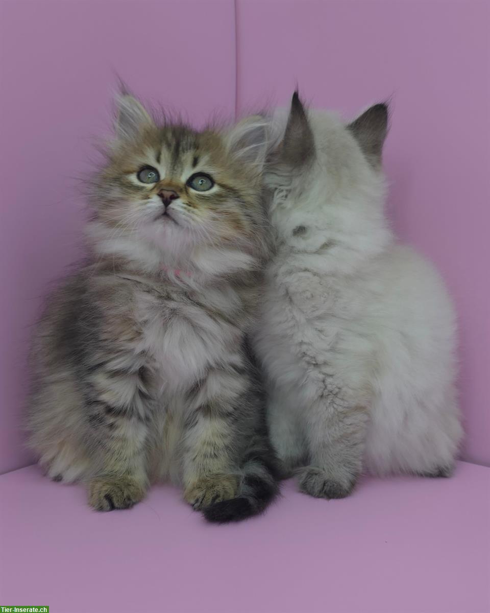 Bild 2: Sibirische Kitten, Spätsommerwurf voller Energie, Licht & Intuition