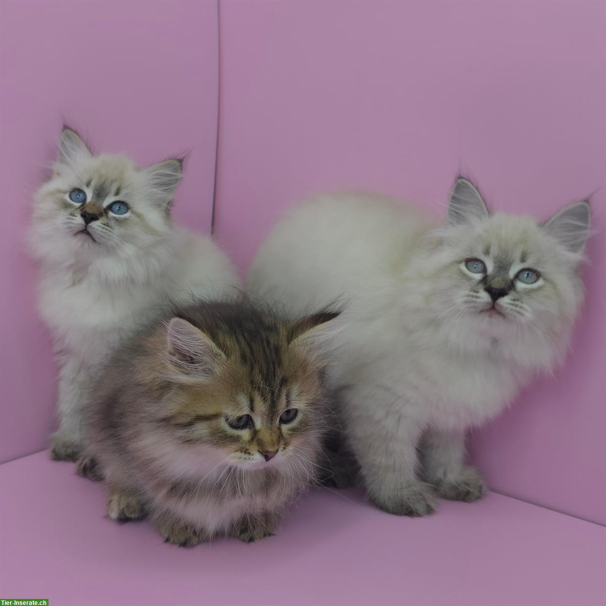 Bild 3: Sibirische Kitten, Spätsommerwurf voller Energie, Licht & Intuition