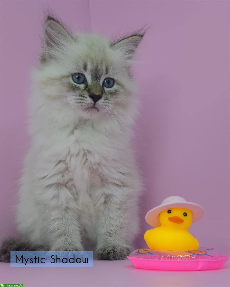 Bild 4: Sibirische Kitten, Spätsommerwurf voller Energie, Licht & Intuition