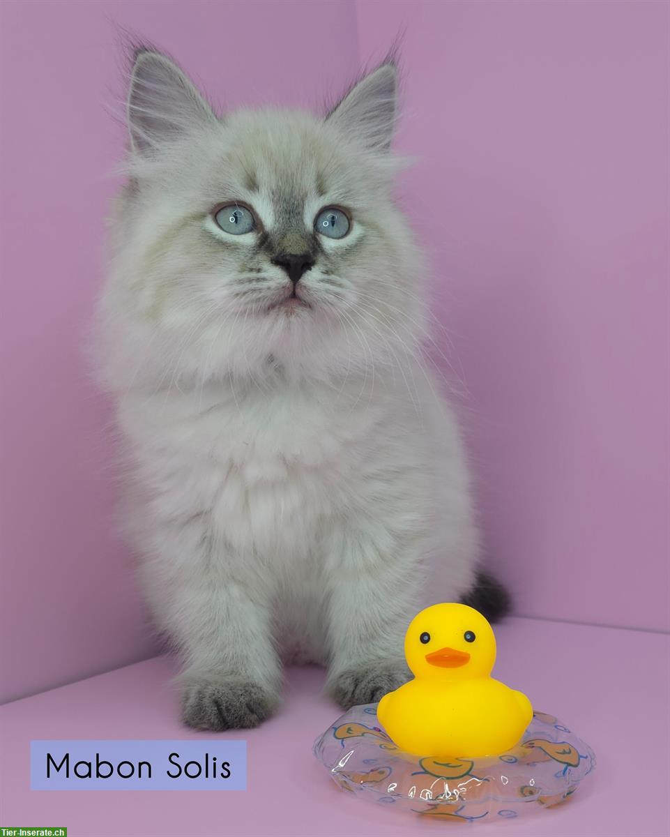 Bild 5: Sibirische Kitten, Spätsommerwurf voller Energie, Licht & Intuition