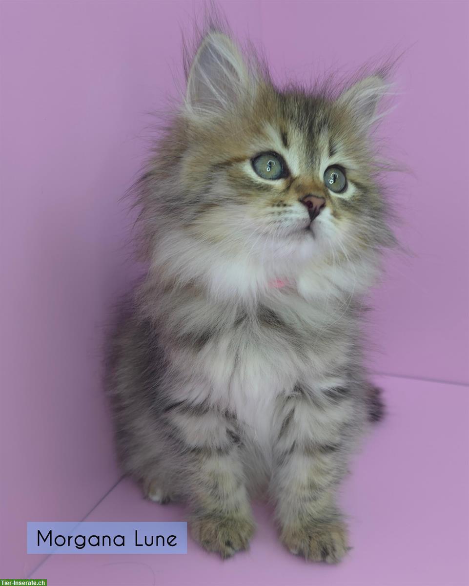 Bild 6: Sibirische Kitten, Spätsommerwurf voller Energie, Licht & Intuition