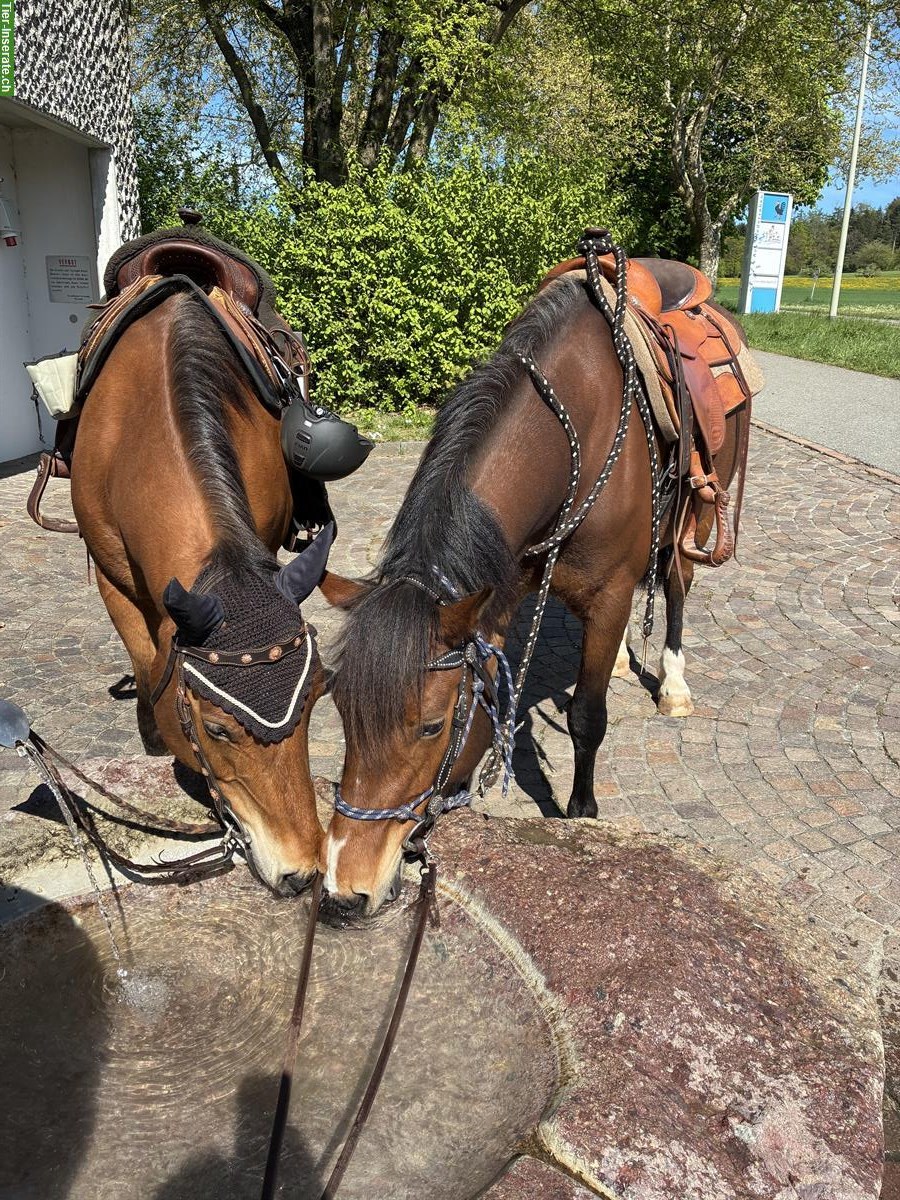 Reitbeteiligung für Freiberger Stute, Ottenbach ZH