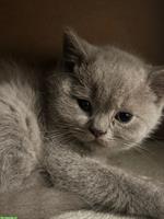 Britisch Kurzhaar Kätzchen