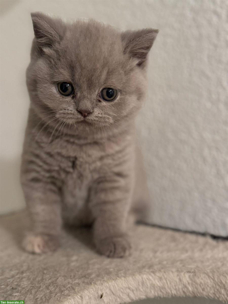 Bild 3: Britisch Kurzhaar Kätzchen
