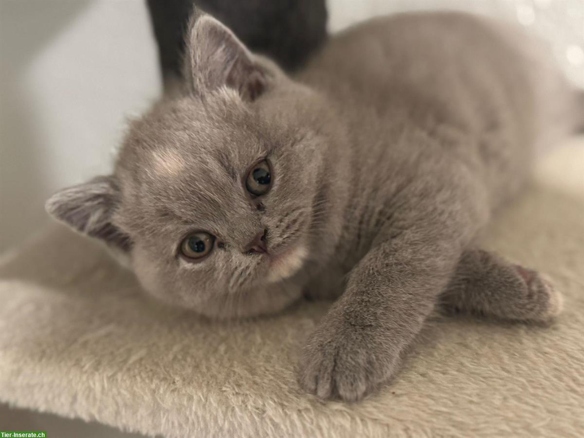 Bild 4: Britisch Kurzhaar Kätzchen