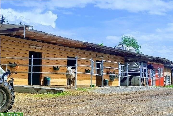 Pferdepension: Auslaufbox zu vermieten, Kanton Bern