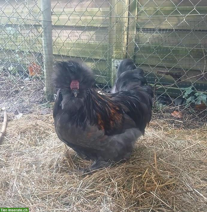 Junger US Silkie-Hahn zu verkaufen, handzahm