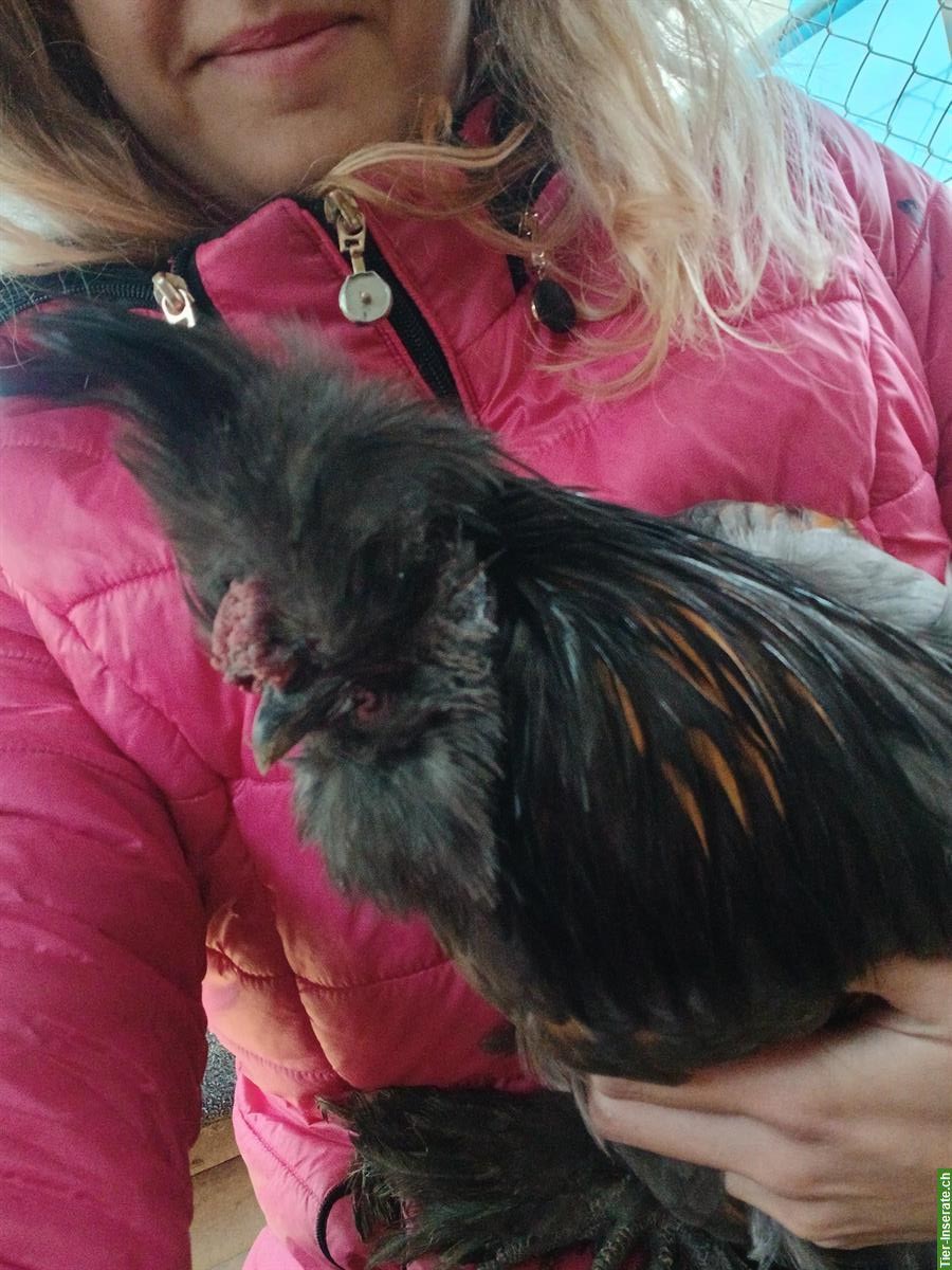 Bild 2: Junger US Silkie-Hahn zu verkaufen, handzahm