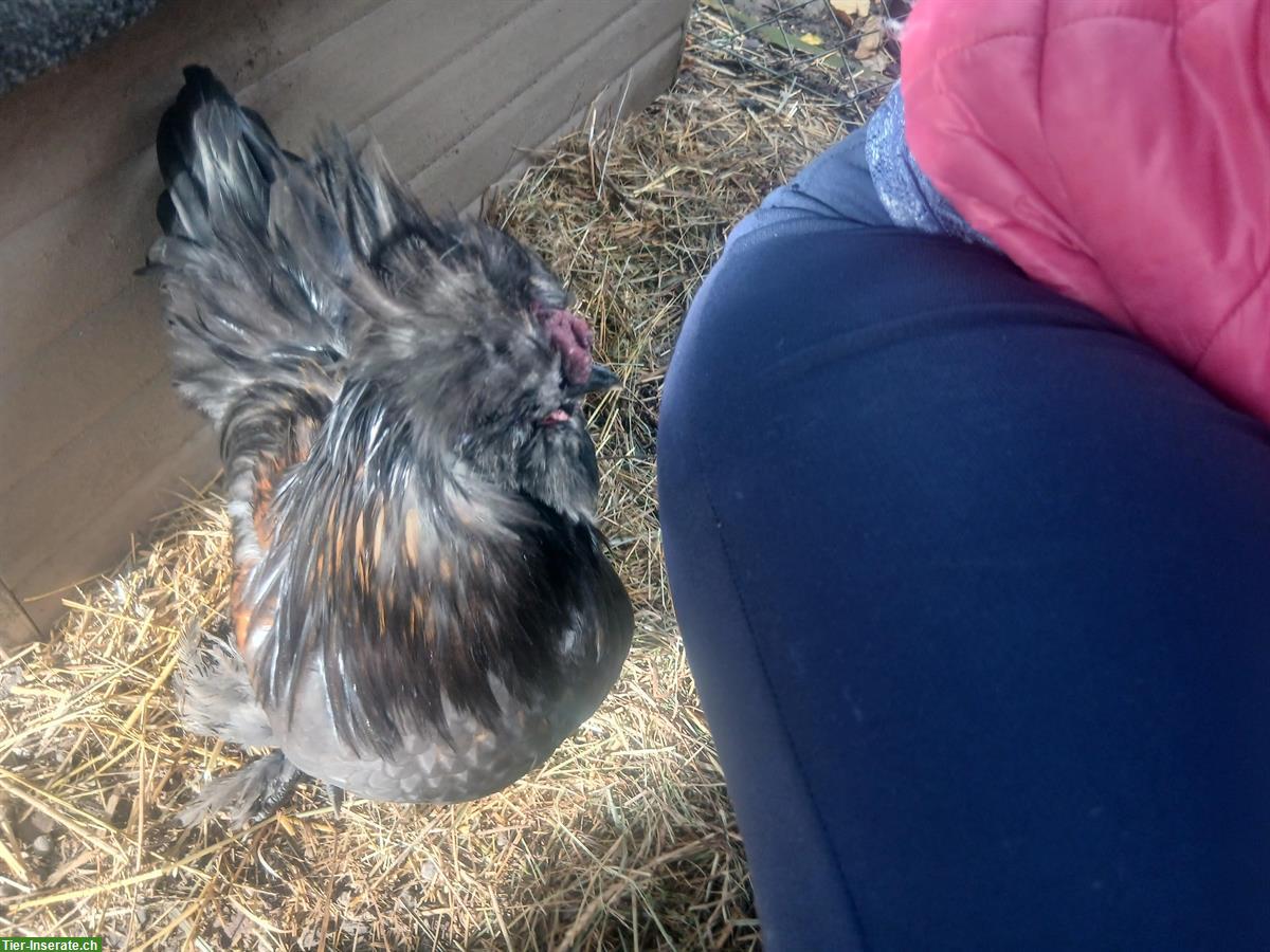 Bild 3: Junger US Silkie-Hahn zu verkaufen, handzahm