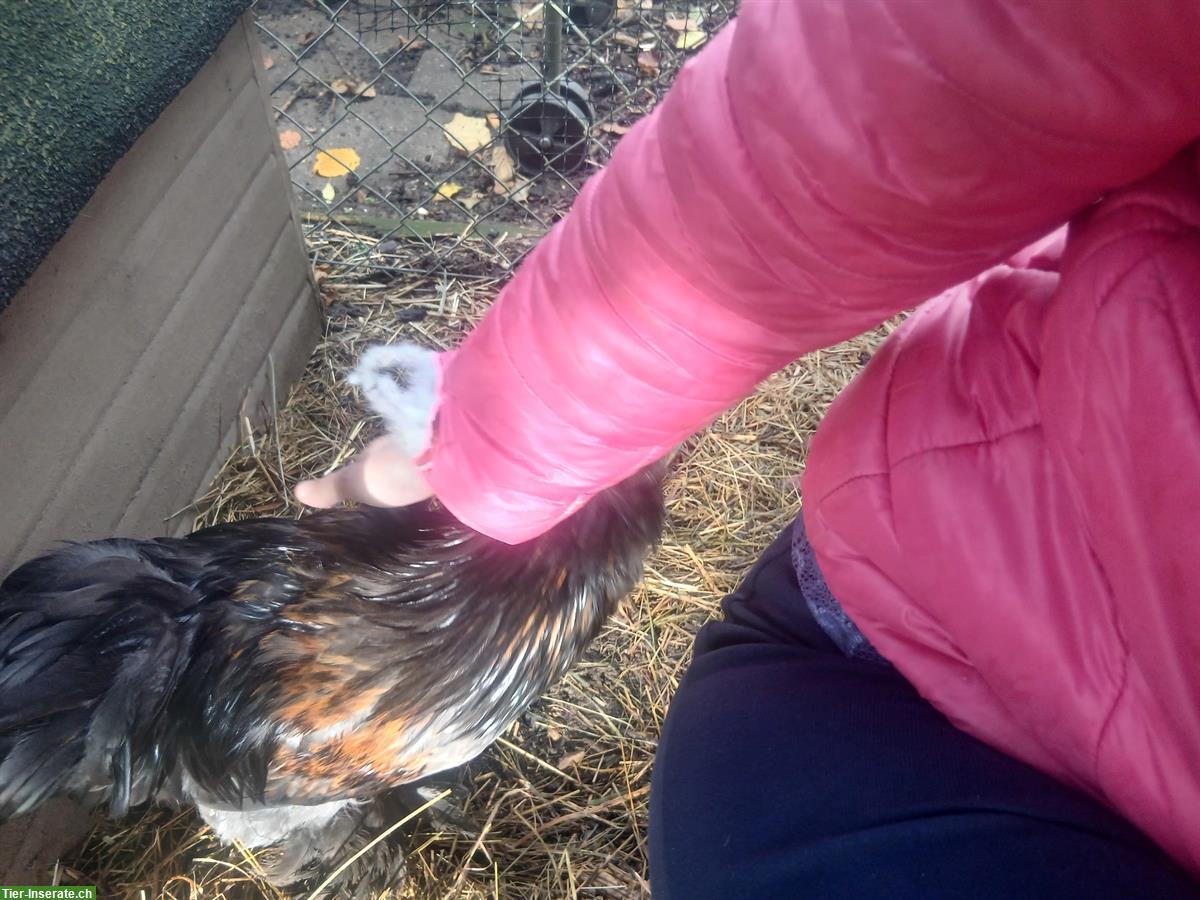 Bild 4: Junger US Silkie-Hahn zu verkaufen, handzahm