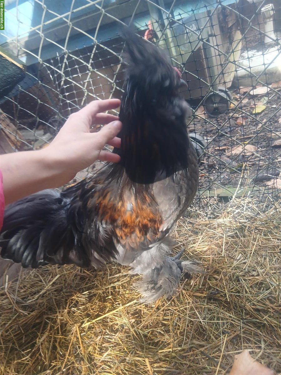 Bild 5: Junger US Silkie-Hahn zu verkaufen, handzahm