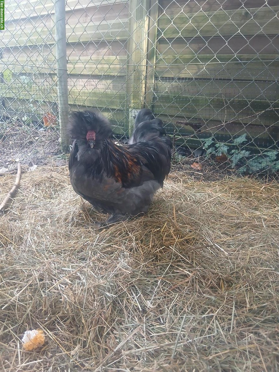 Bild 6: Junger US Silkie-Hahn zu verkaufen, handzahm