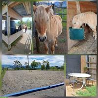 Bieten Offenstallplatz für Kleinpferd, Kanton Zug