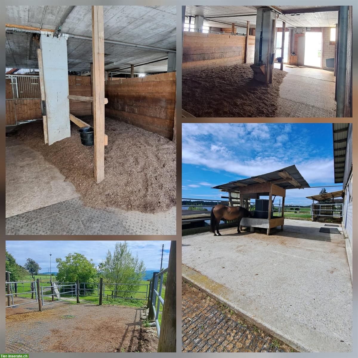 Bild 2: Bieten Offenstallplatz für Kleinpferd, Kanton Zug