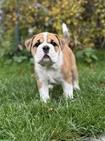Continental Bulldog Welpe (Rüde) sucht ein Zuhause