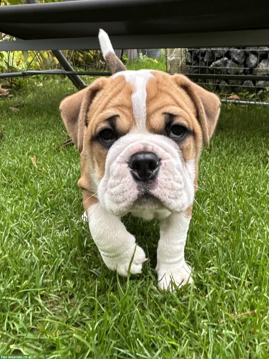 Bild 2: Continental Bulldog Welpe (Rüde) sucht ein Zuhause