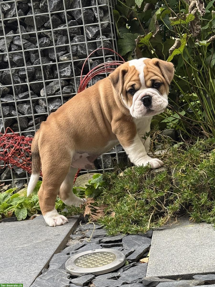 Bild 3: Continental Bulldog Welpe (Rüde) sucht ein Zuhause