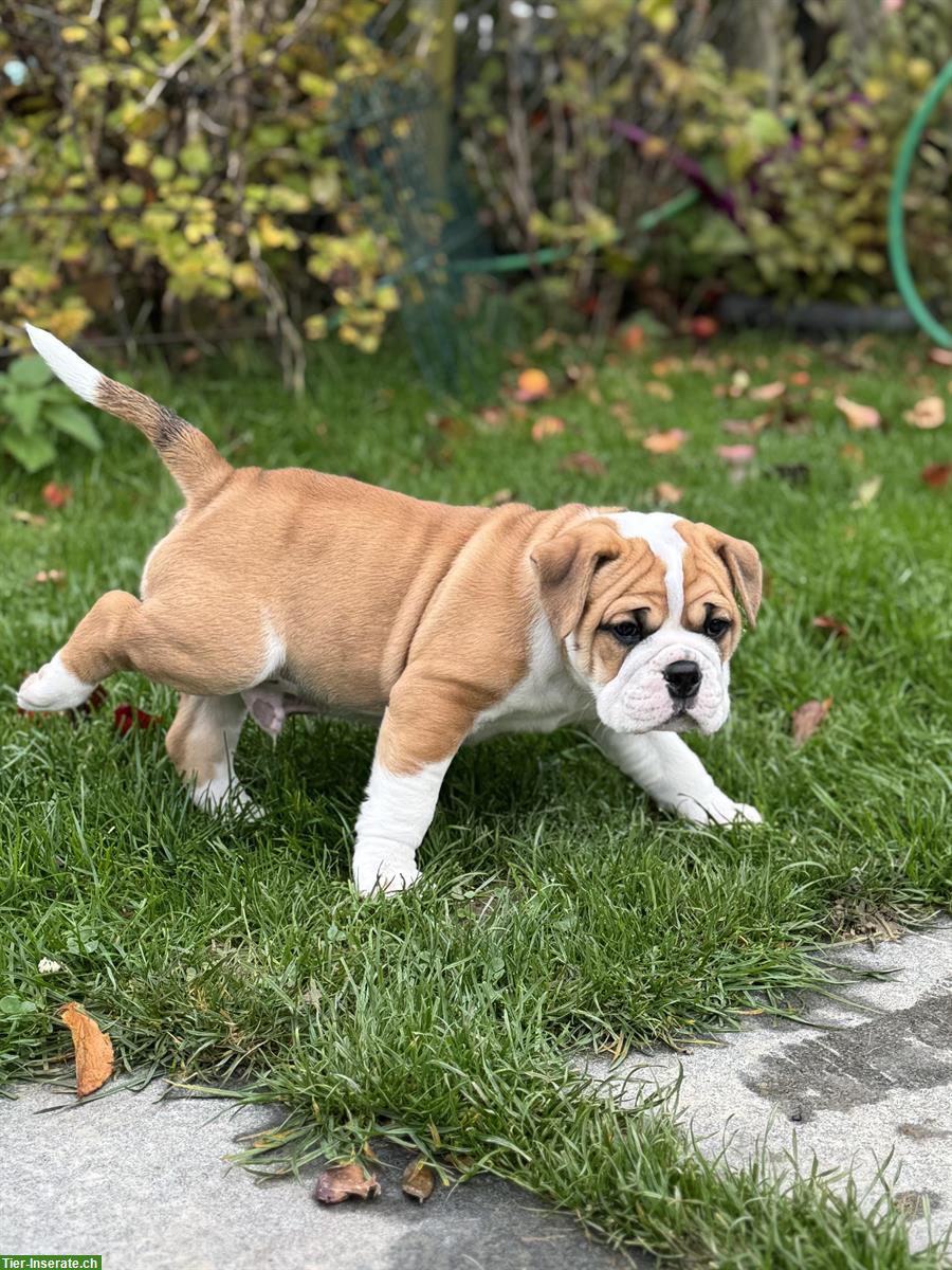 Bild 5: Continental Bulldog Welpe (Rüde) sucht ein Zuhause