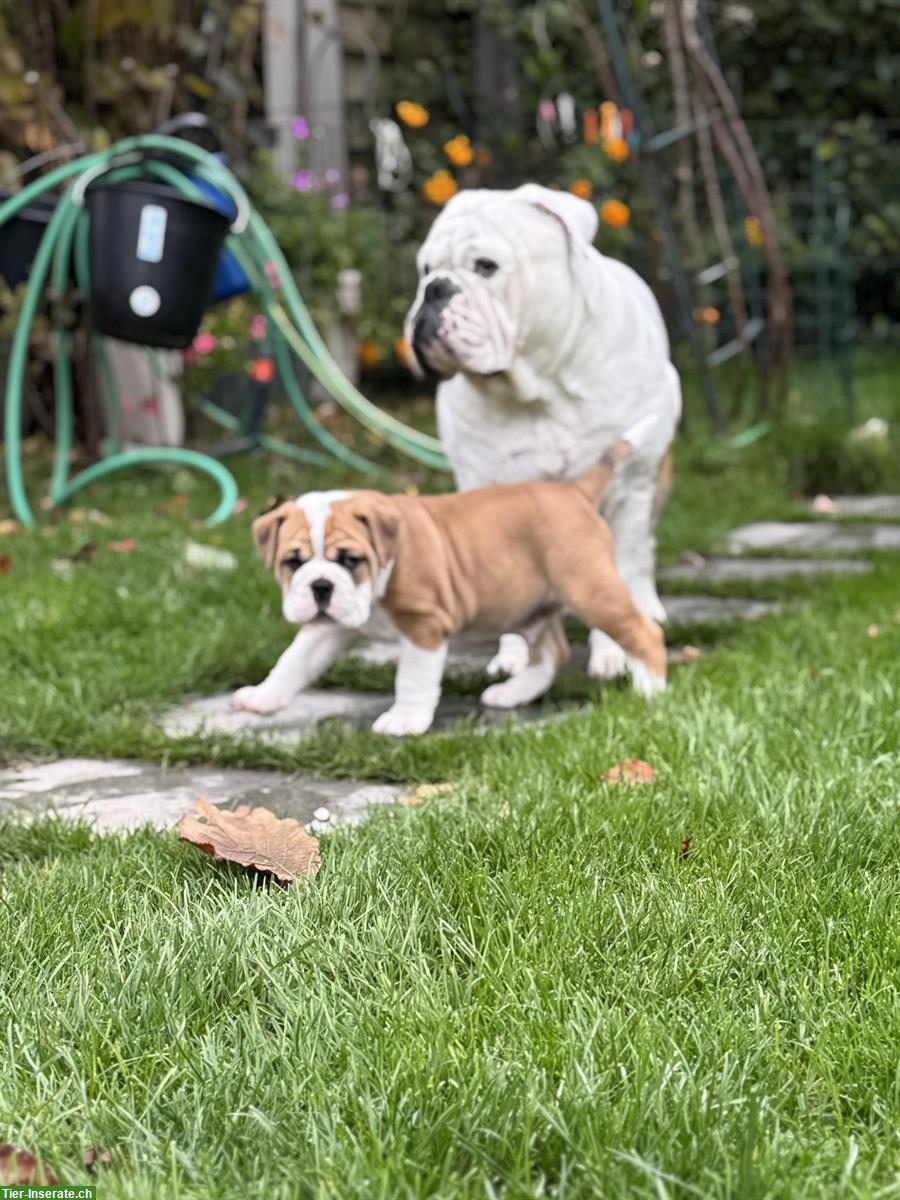 Bild 6: Continental Bulldog Welpe (Rüde) sucht ein Zuhause