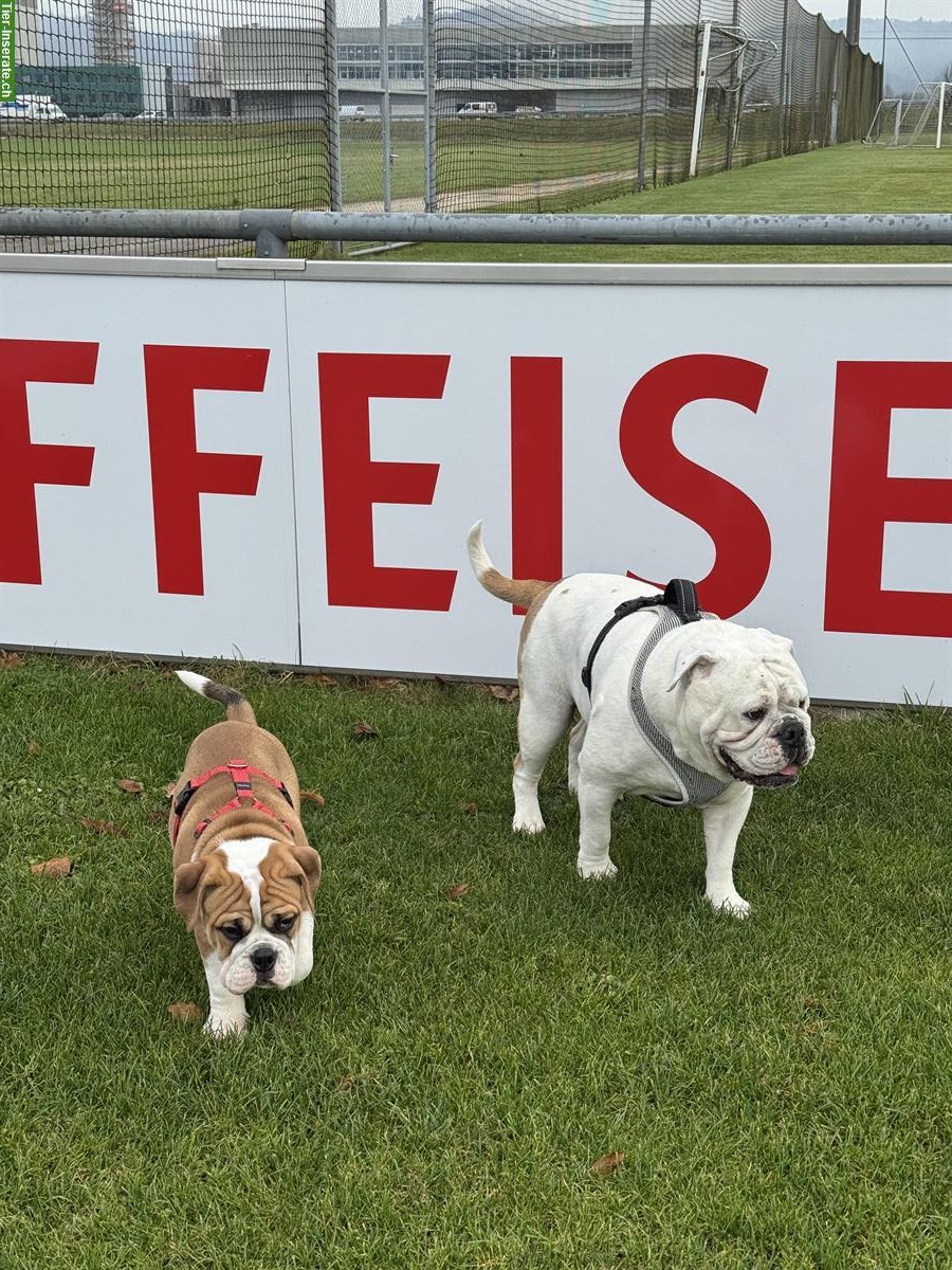 Bild 8: Continental Bulldog Welpe (Rüde) sucht ein Zuhause