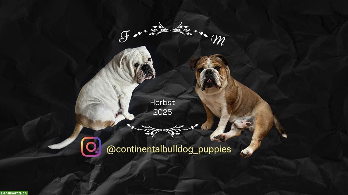Bild 9: Continental Bulldog Welpe (Rüde) sucht ein Zuhause