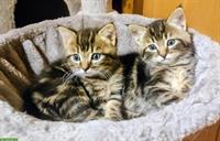 Norwegische Waldkatzen Mix Kitten zu verkaufen