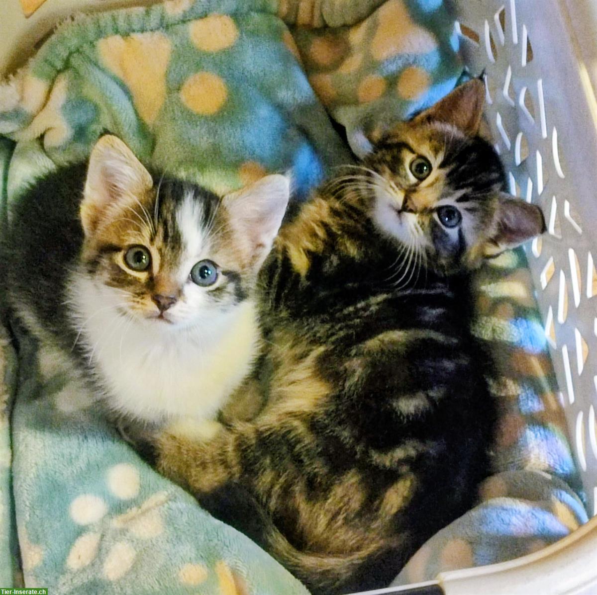 Bild 2: Norwegische Waldkatzen Mix Kitten zu verkaufen