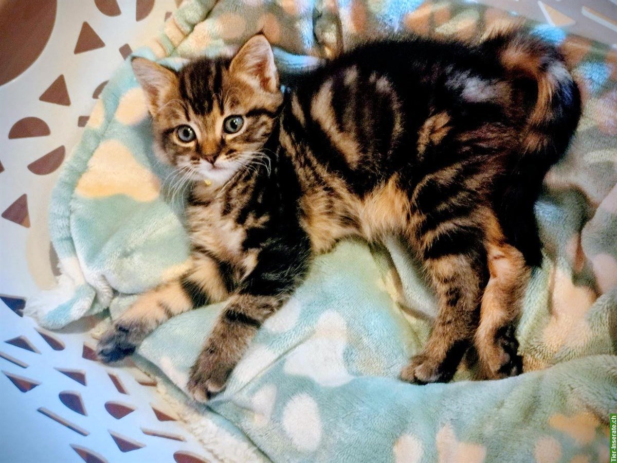 Bild 3: Norwegische Waldkatzen Mix Kitten zu verkaufen