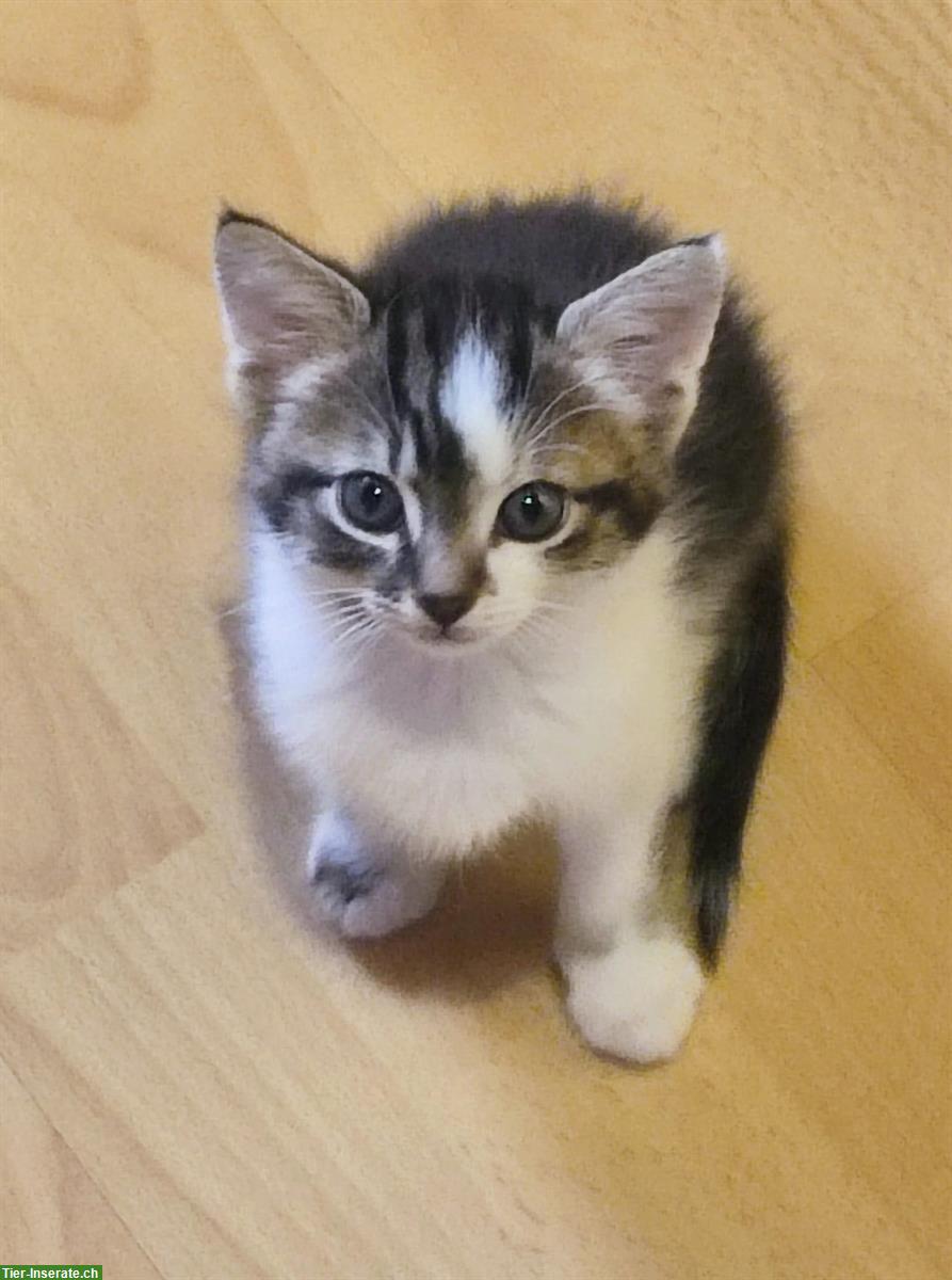 Bild 4: Norwegische Waldkatzen Mix Kitten zu verkaufen