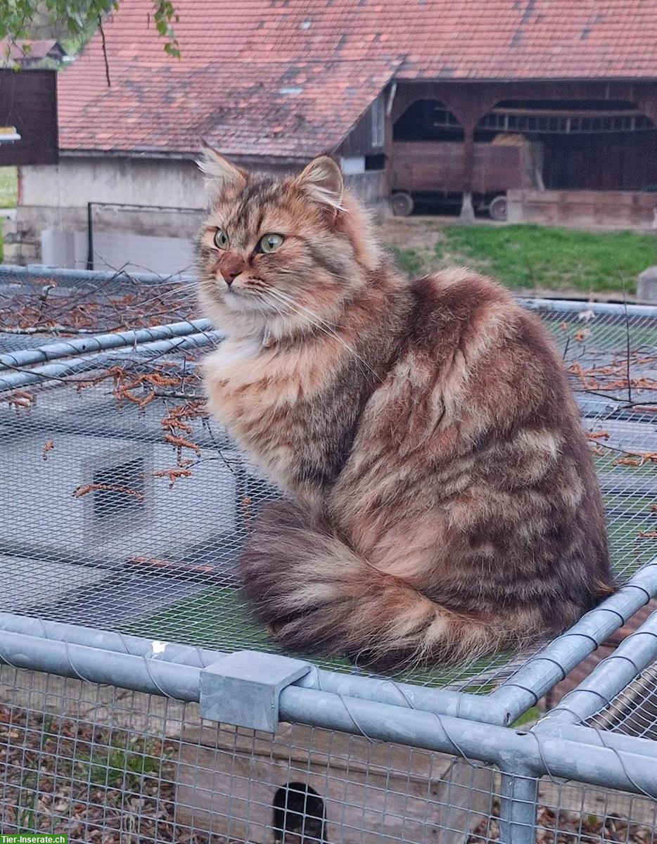 Bild 5: Norwegische Waldkatzen Mix Kitten zu verkaufen