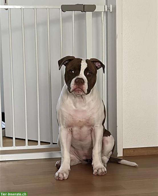 American Bulldog Welpe (Hündin) sucht ein Zuhause