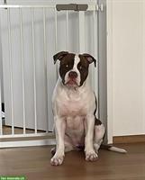 American Bulldog Welpe (Hündin) sucht ein Zuhause