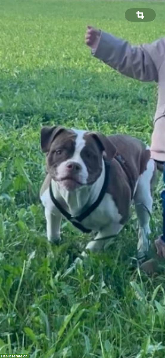 Bild 2: American Bulldog Welpe (Hündin) sucht ein Zuhause