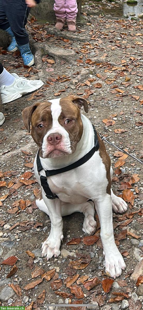 Bild 3: American Bulldog Welpe (Hündin) sucht ein Zuhause