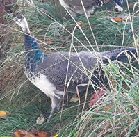 Pfauen blau (Jungtiere) männlich zu verkaufen