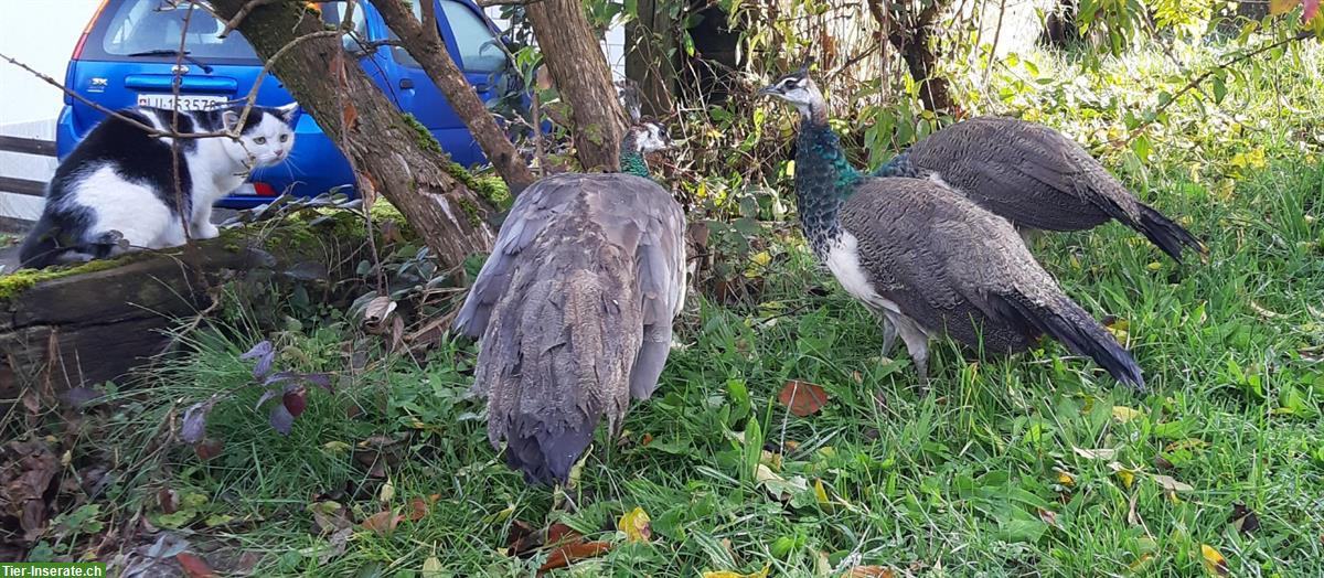 Bild 2: Pfauen blau (Jungtiere) männlich zu verkaufen