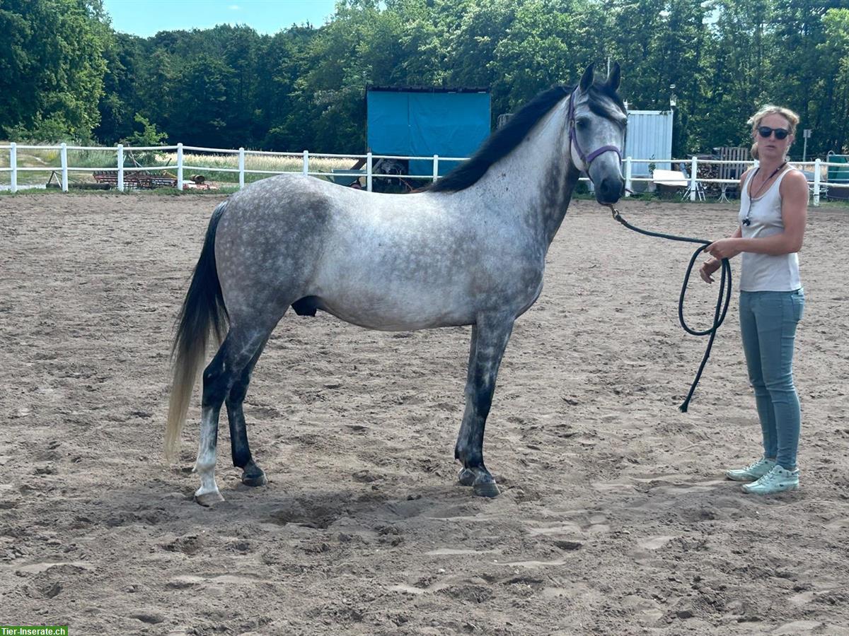 Bild 2: Gut gerittene Paso Finos und Jungpferde zu verkaufen