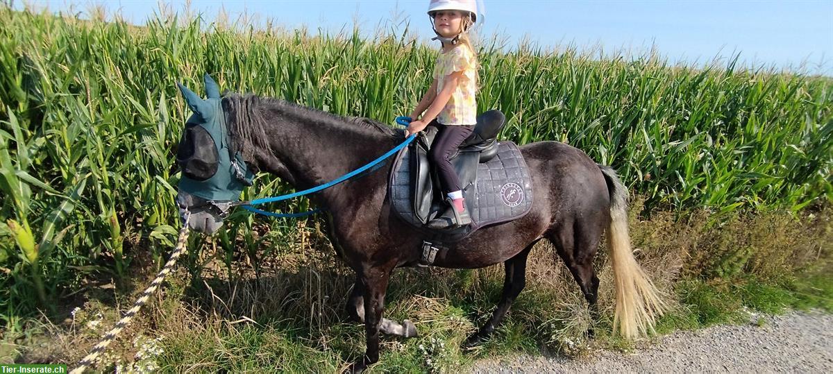 Bild 3: Gut gerittene Paso Finos und Jungpferde zu verkaufen