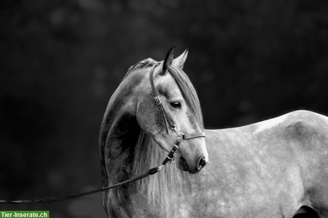 Bild 4: Gut gerittene Paso Finos und Jungpferde zu verkaufen
