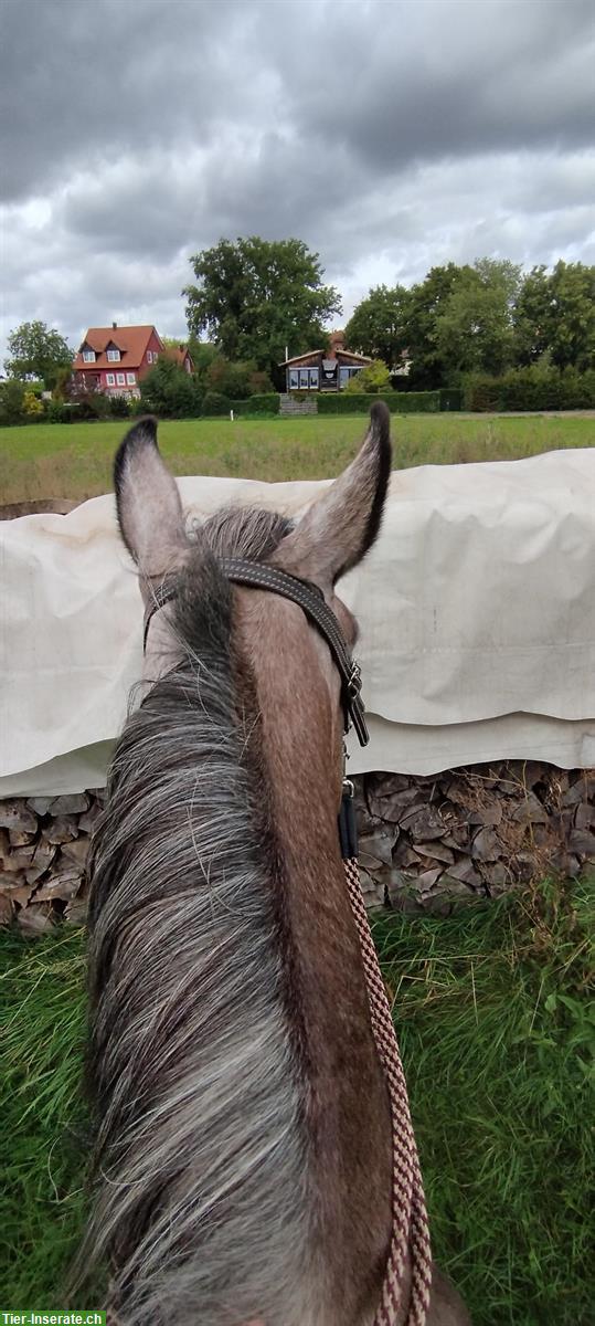 Bild 5: Gut gerittene Paso Finos und Jungpferde zu verkaufen