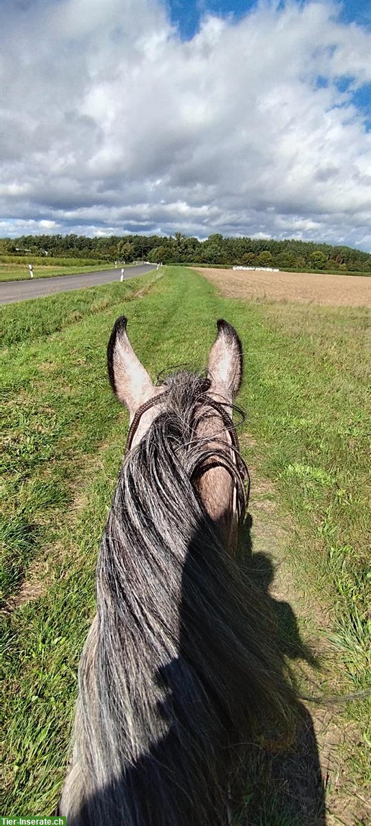 Bild 6: Gut gerittene Paso Finos und Jungpferde zu verkaufen